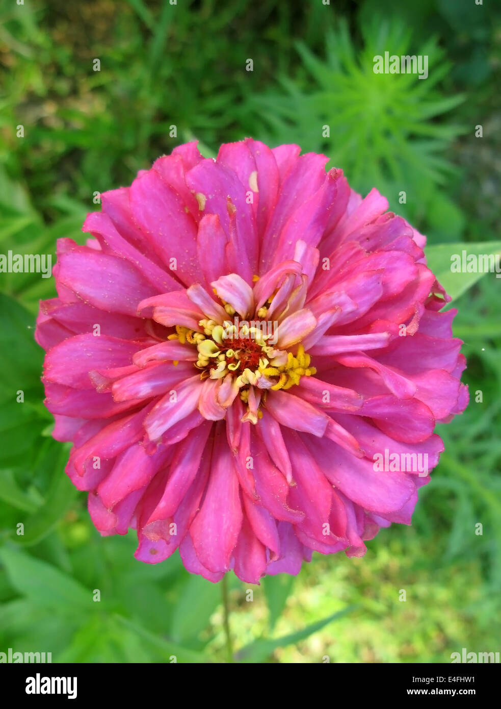 Close-up of pink zinnia flower on top Stock Photo