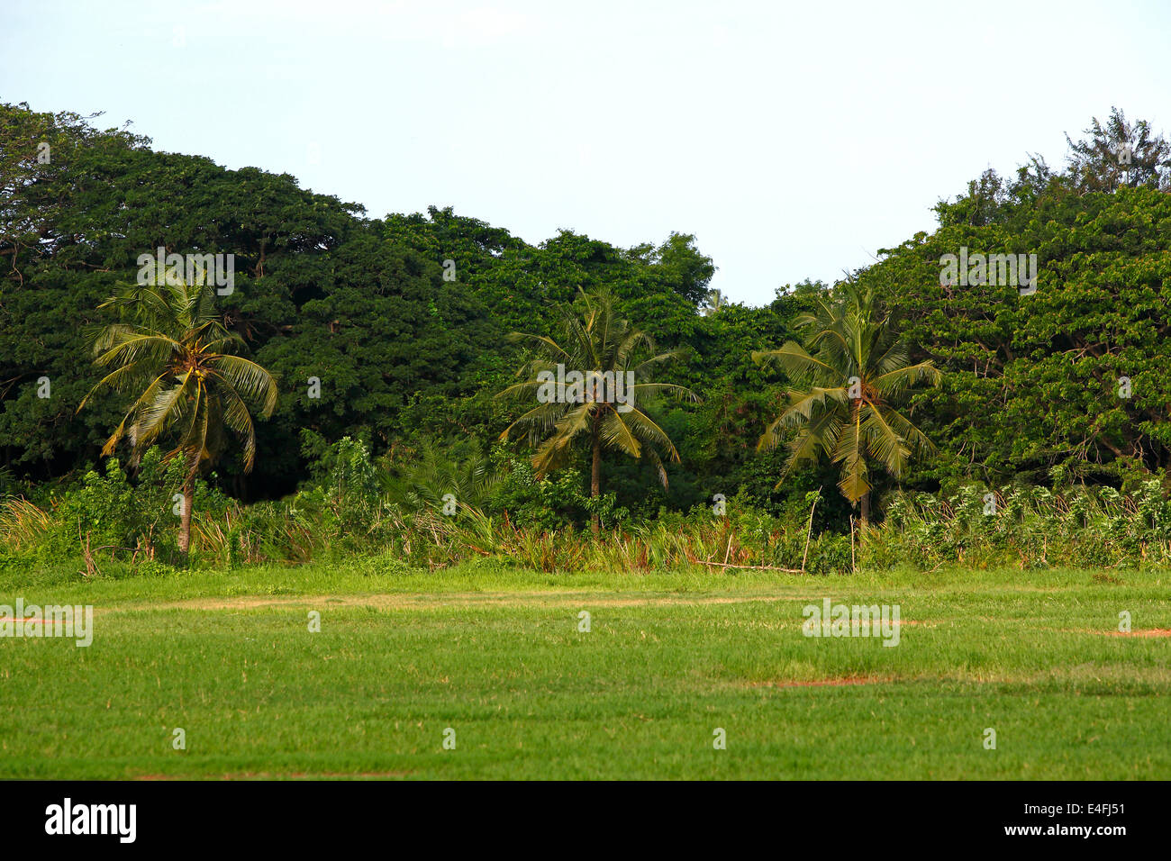 Beautiful palm trees in Africa with blue sky Stock Photo Alamy
