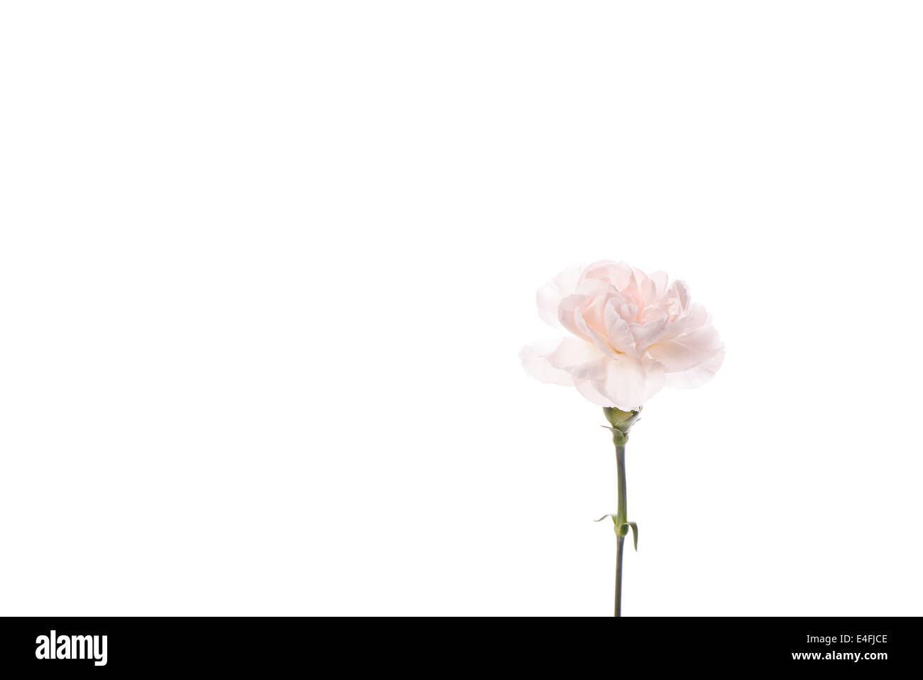 Closeup of fresh pink carnation, isolated on a white background Stock ...