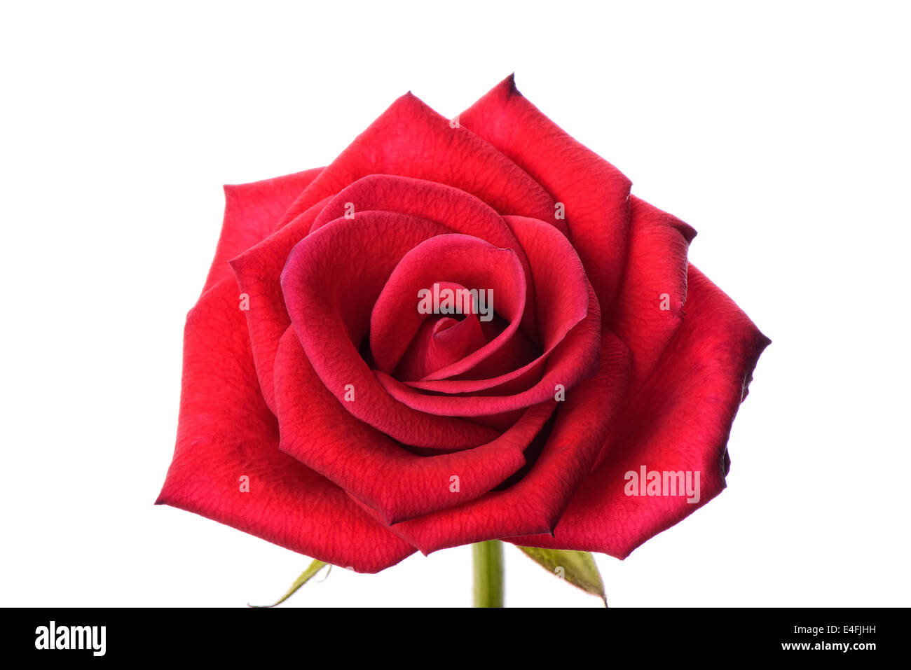 Closeup of fresh red rose in full bloom Stock Photo Alamy