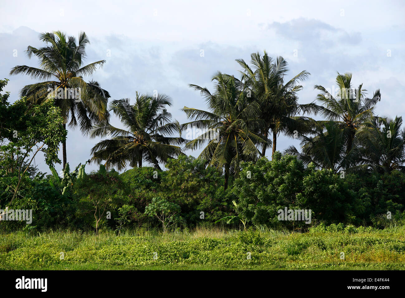 Beautiful palm trees in Africa with blue sky Stock Photo Alamy