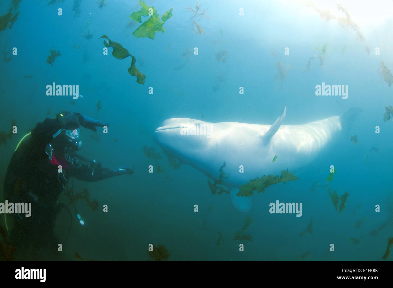 Beluga whale or white whale (Delphinapterus leucas) Sea of Japan