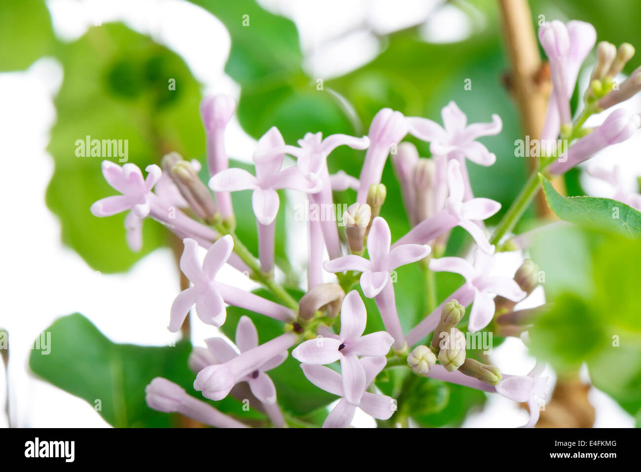 purple miss kim lilac flowers on a branch, on a white background Stock Photo