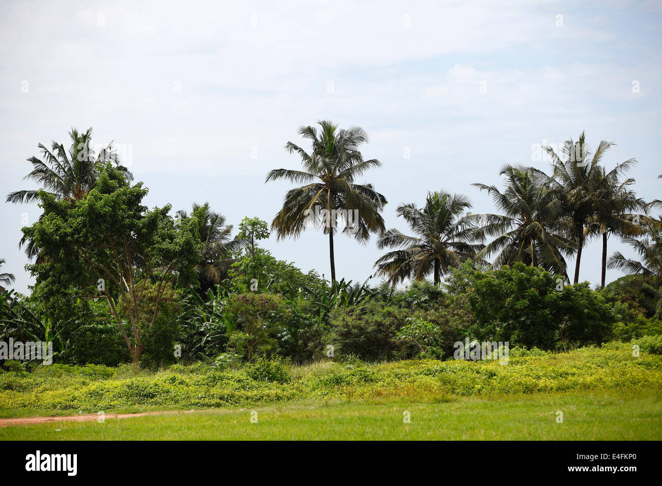 Beautiful palm trees in Africa with blue sky Stock Photo Alamy