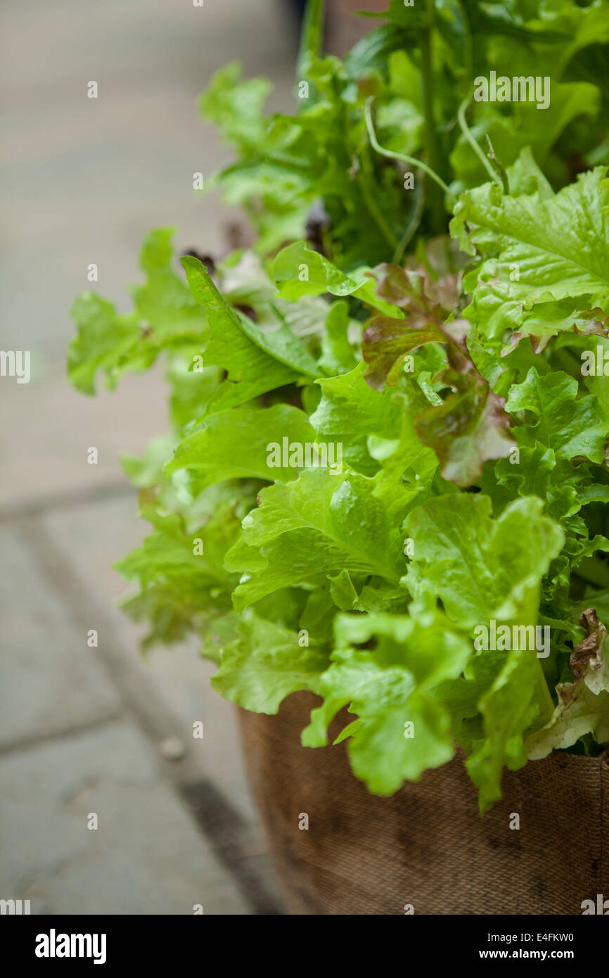 Hessian bag hires stock photography and images Alamy