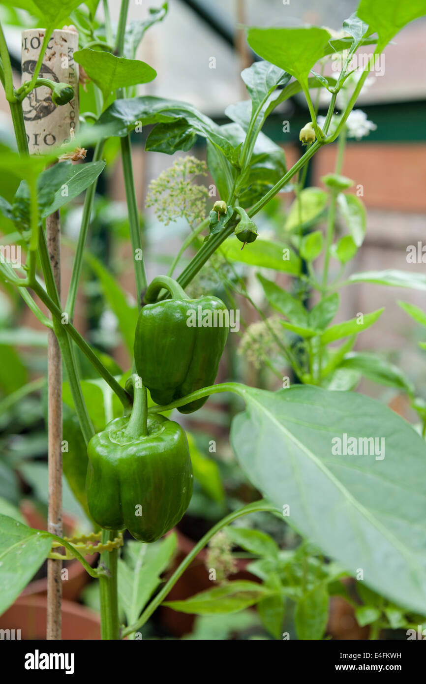 Sweet pepper F1 Celica (Capsicum annuum var. annuum) growing in a