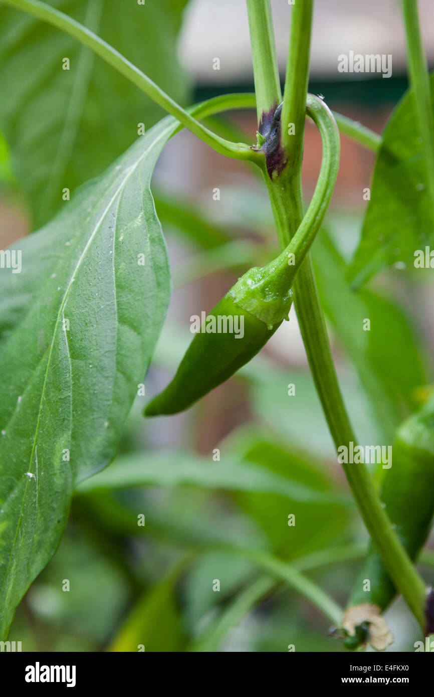 Capsicum annuum Guinea spice [1] Stock Photo