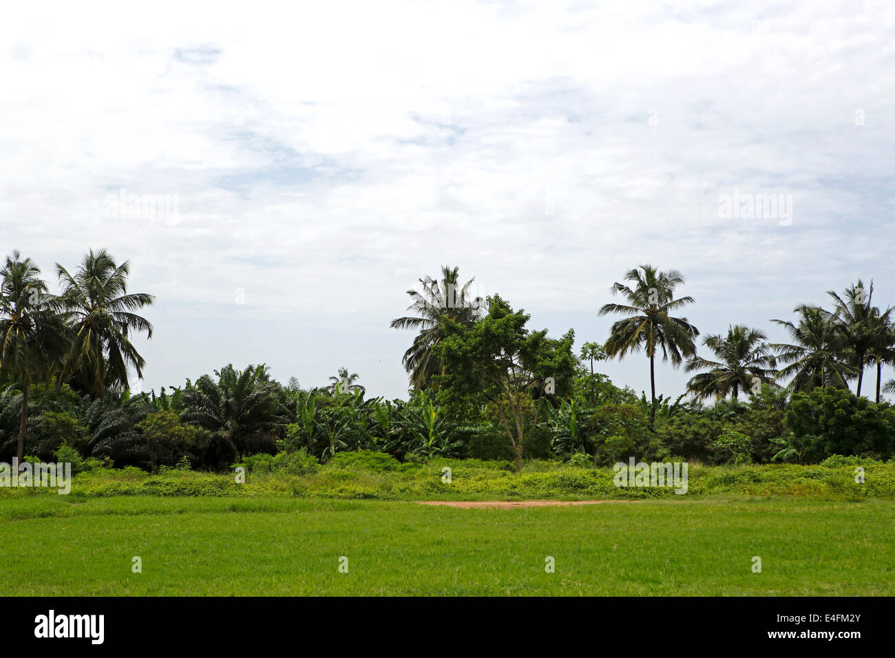 Beautiful palm trees in Africa with blue sky Stock Photo Alamy