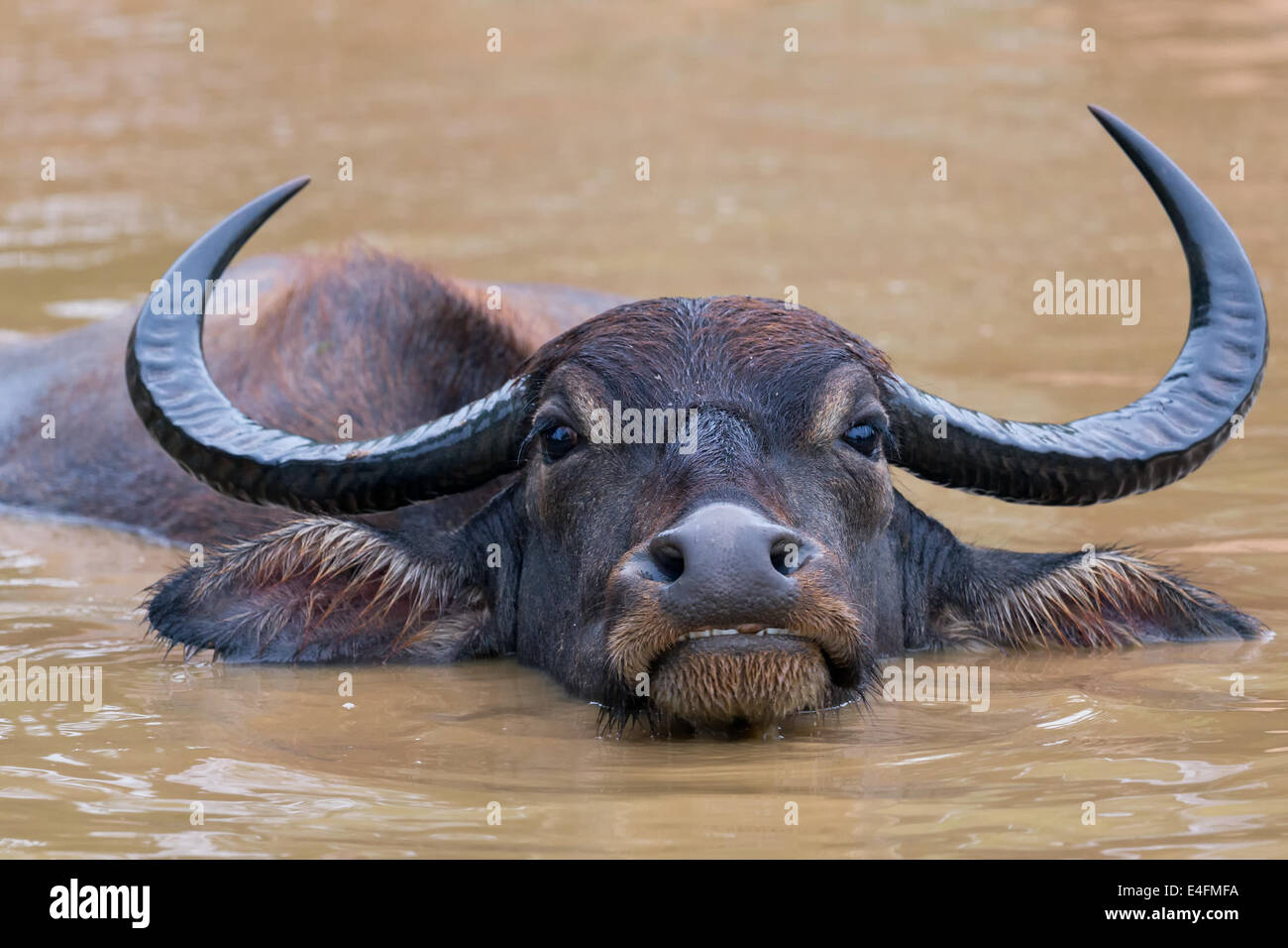 Wild water buffalo resting in a waterhole Stock Photo