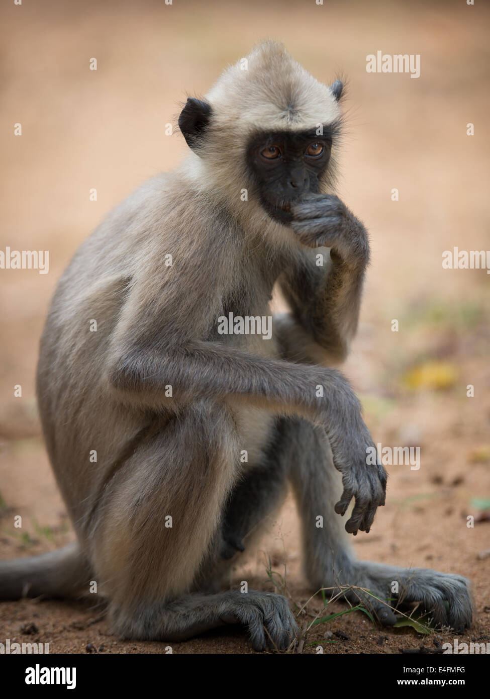 Grey macaque monkey at Yala National Park Stock Photo