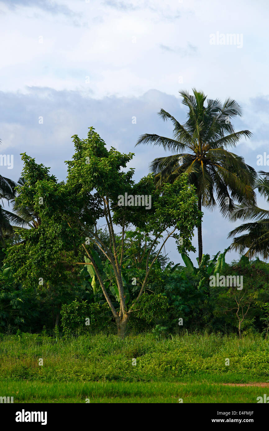 Beautiful palm trees in Africa with blue sky Stock Photo Alamy