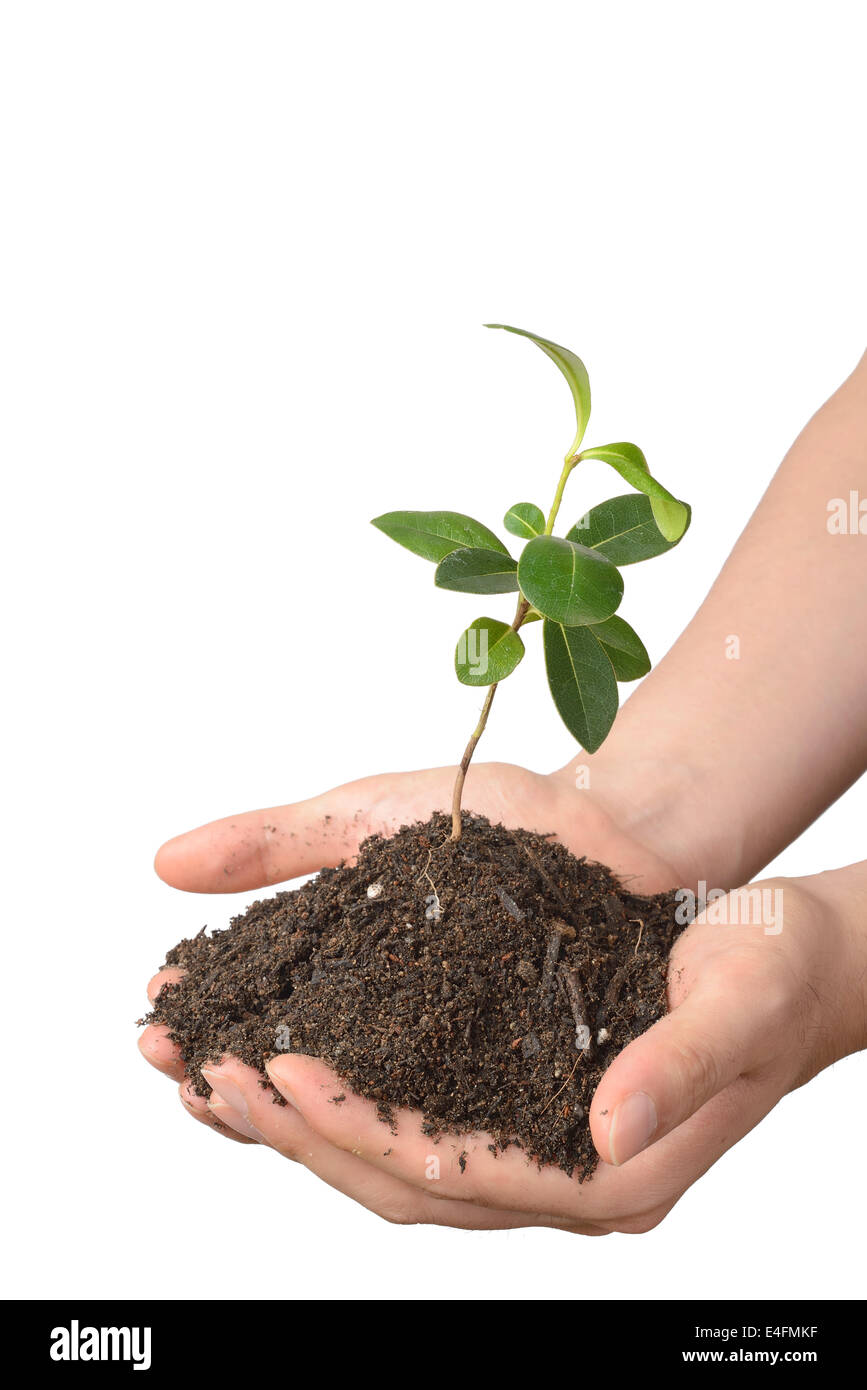 weak plant with soil on hands, isolated on white Stock Photo