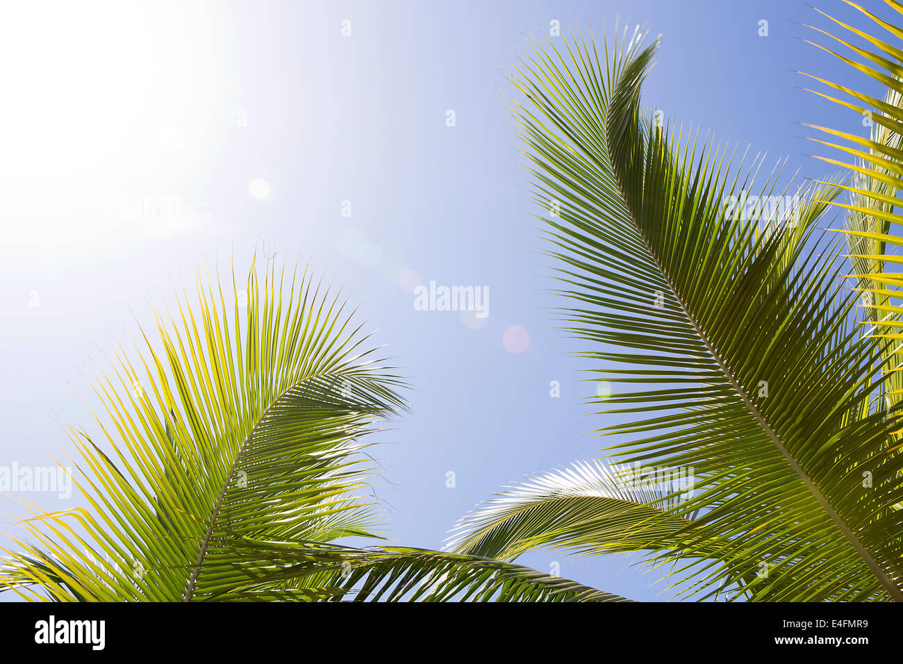 Beautiful palm trees in Africa with blue sky Stock Photo Alamy