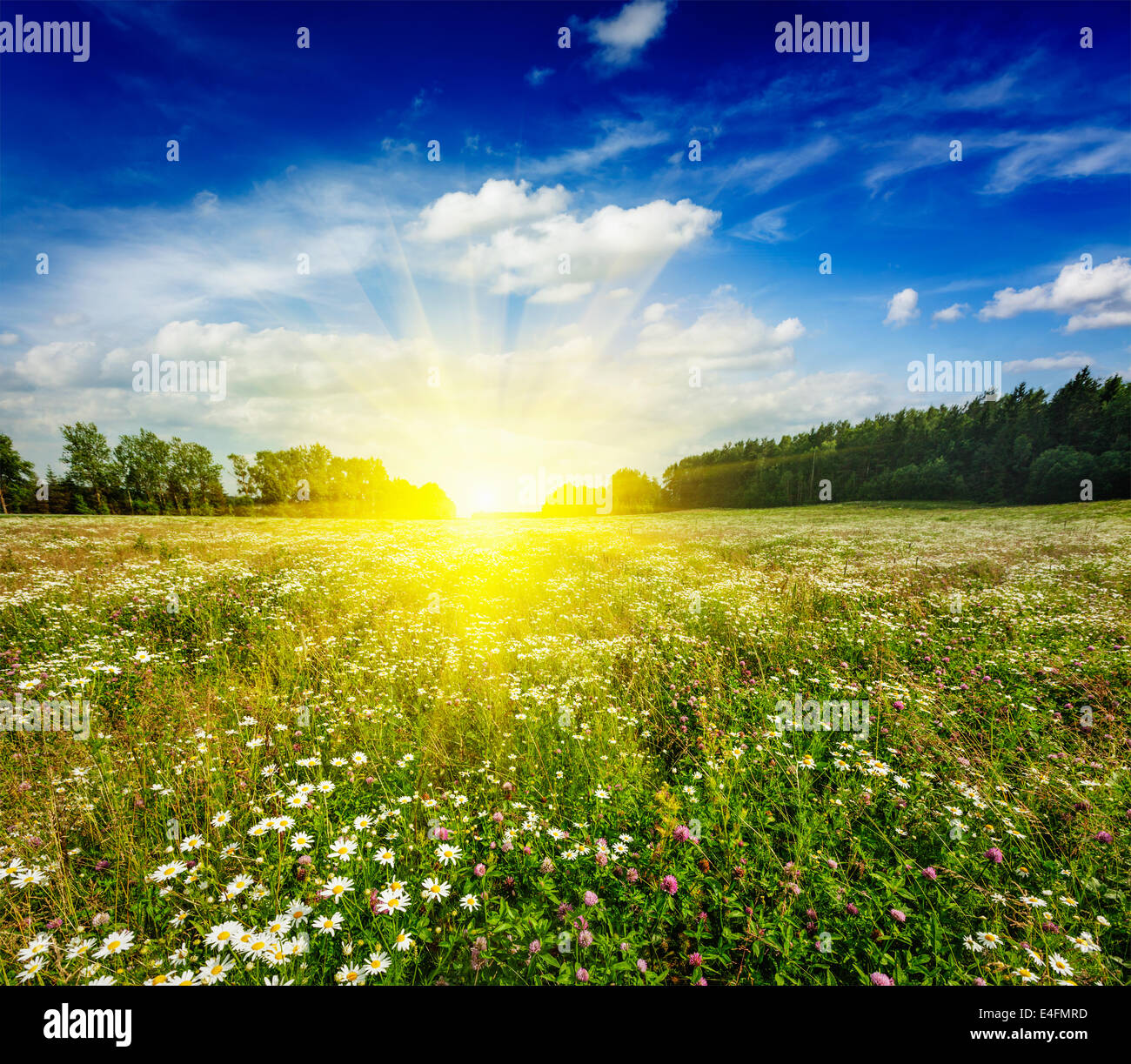 Summer blooming green meadow field with flowers with sun and blue sky ...