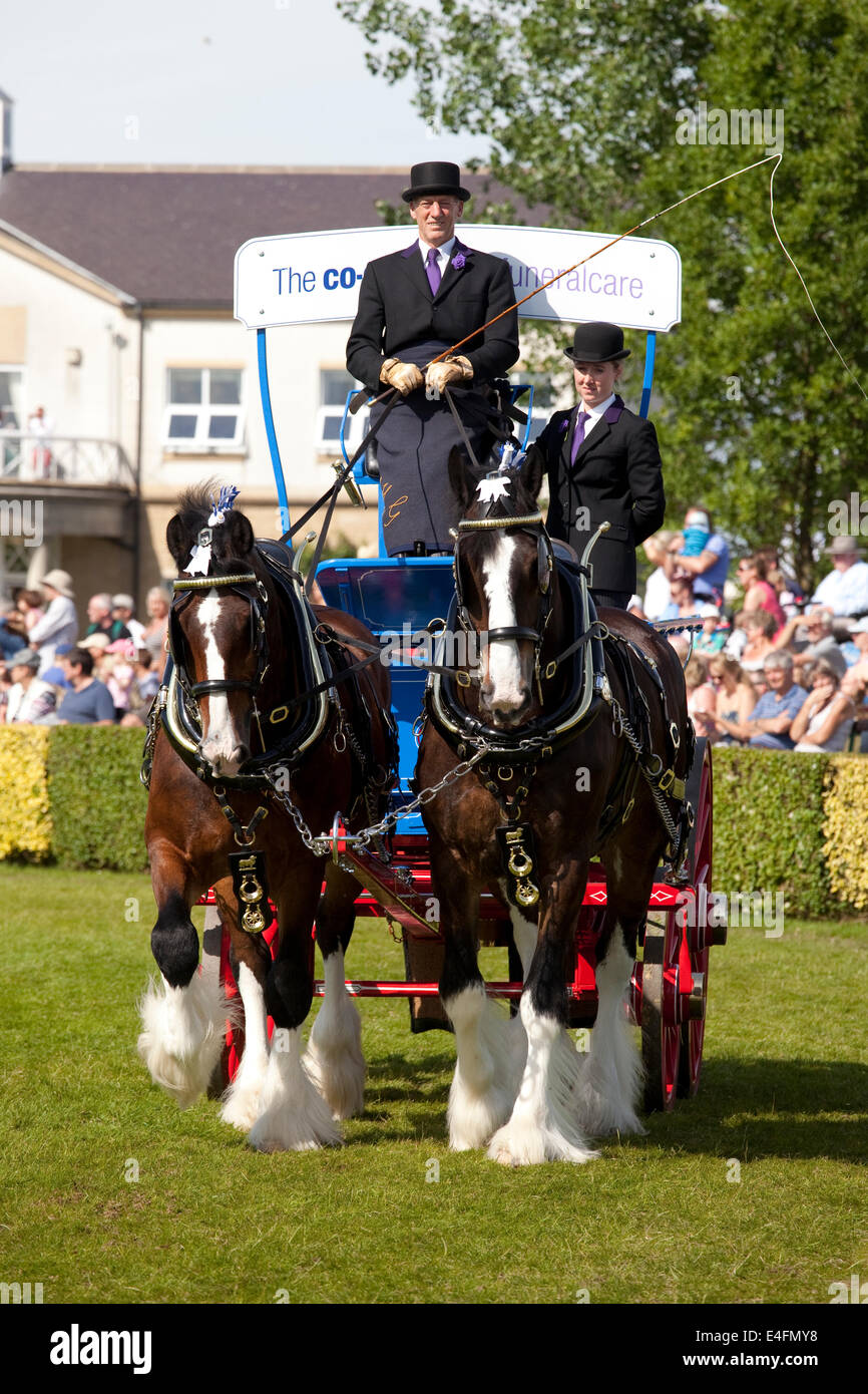 Great yorkshire show heavy horses hires stock photography and images