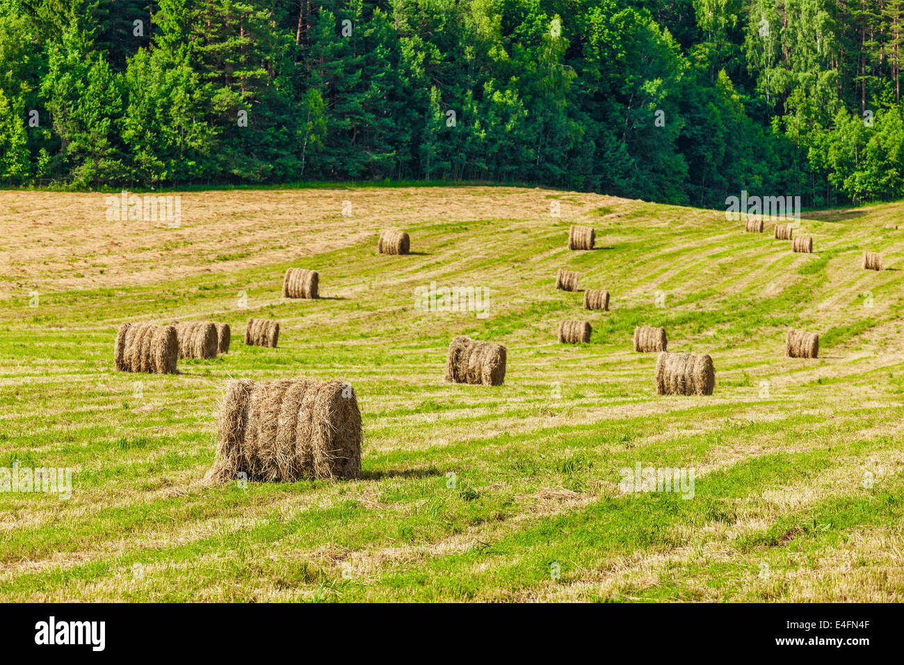 Agriculture background - Hay bales on field in summer Stock Photo - Alamy