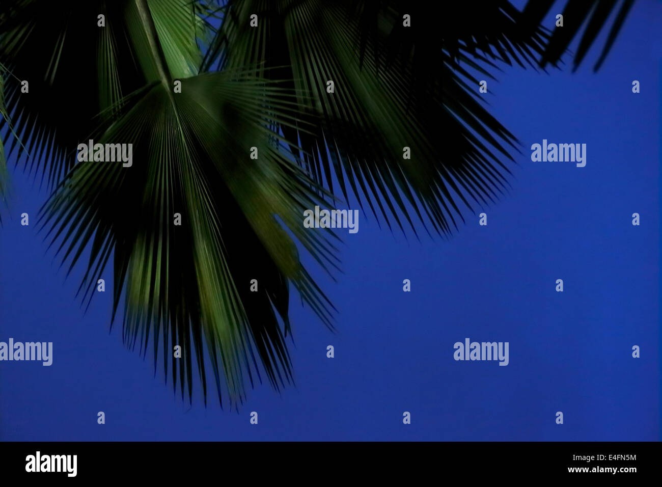 Beautiful palm trees in Africa with blue sky Stock Photo Alamy