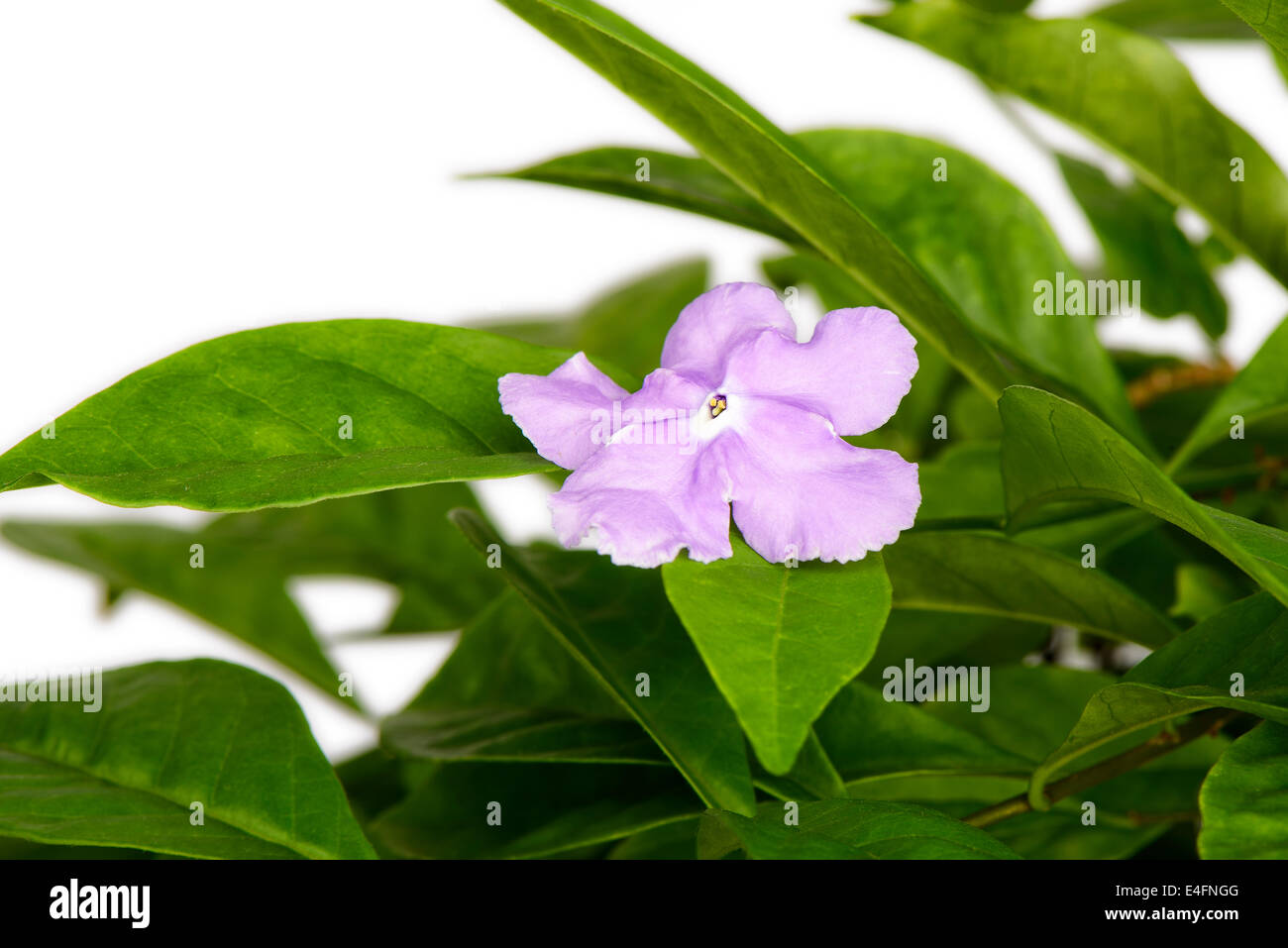 Closeup of violet brunfelsia jasmine flower, isoalted on white Stock Photo