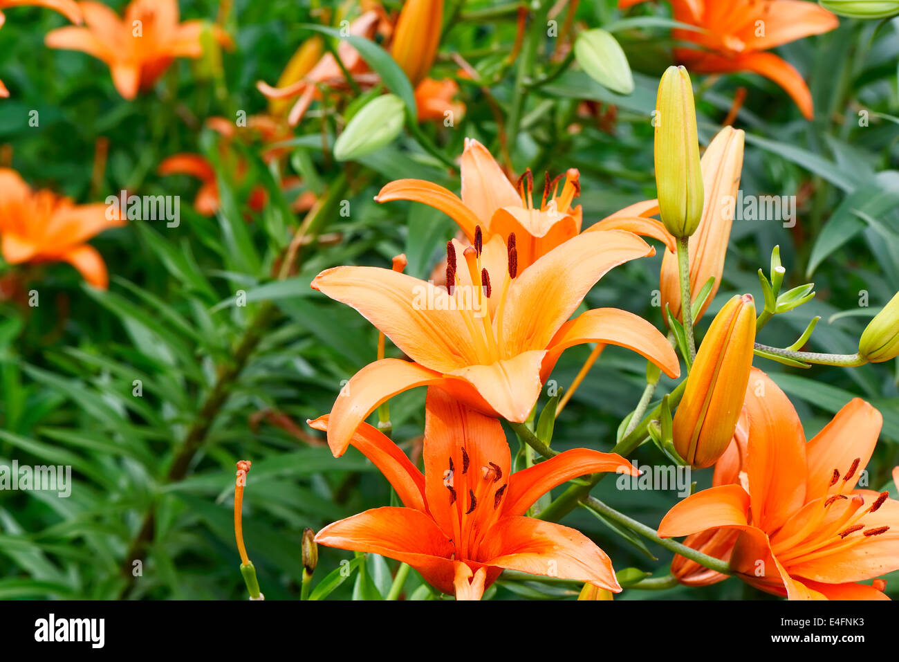 Spring Lily closeup of orange lily flowers in spring Stock Photo - Alamy