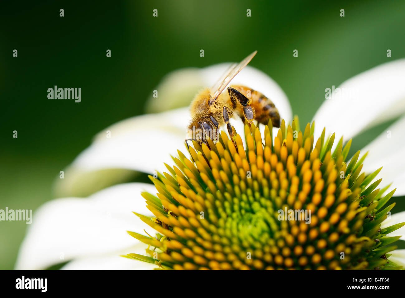 closeup of bee on a head of echinecea flower Stock Photo