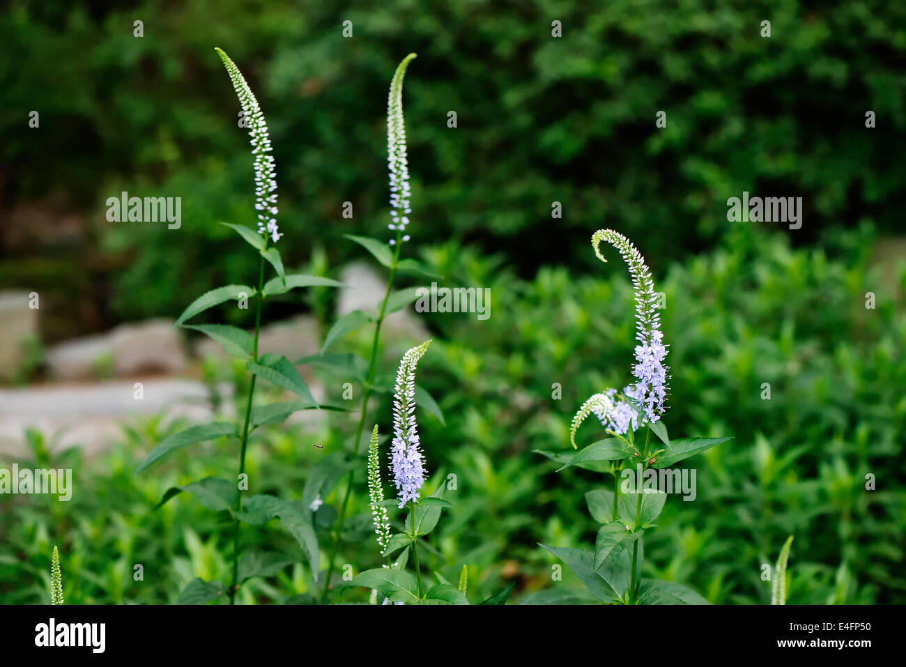 blue color Veronica longifolia flowers in field Stock Photo