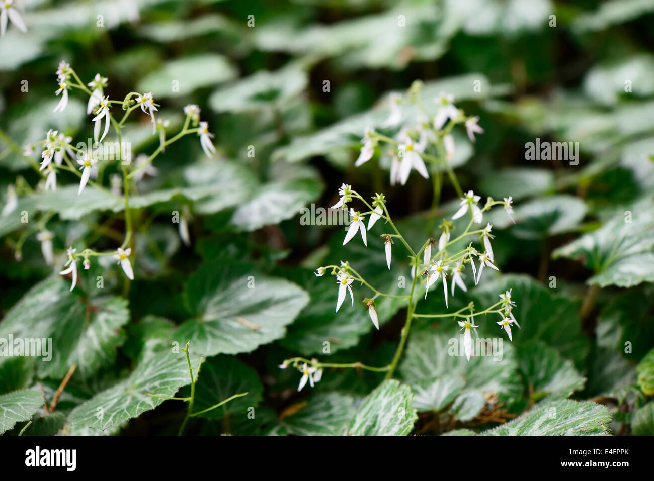 closeup of Saxifraga stolonifera flowers in field Stock Photo