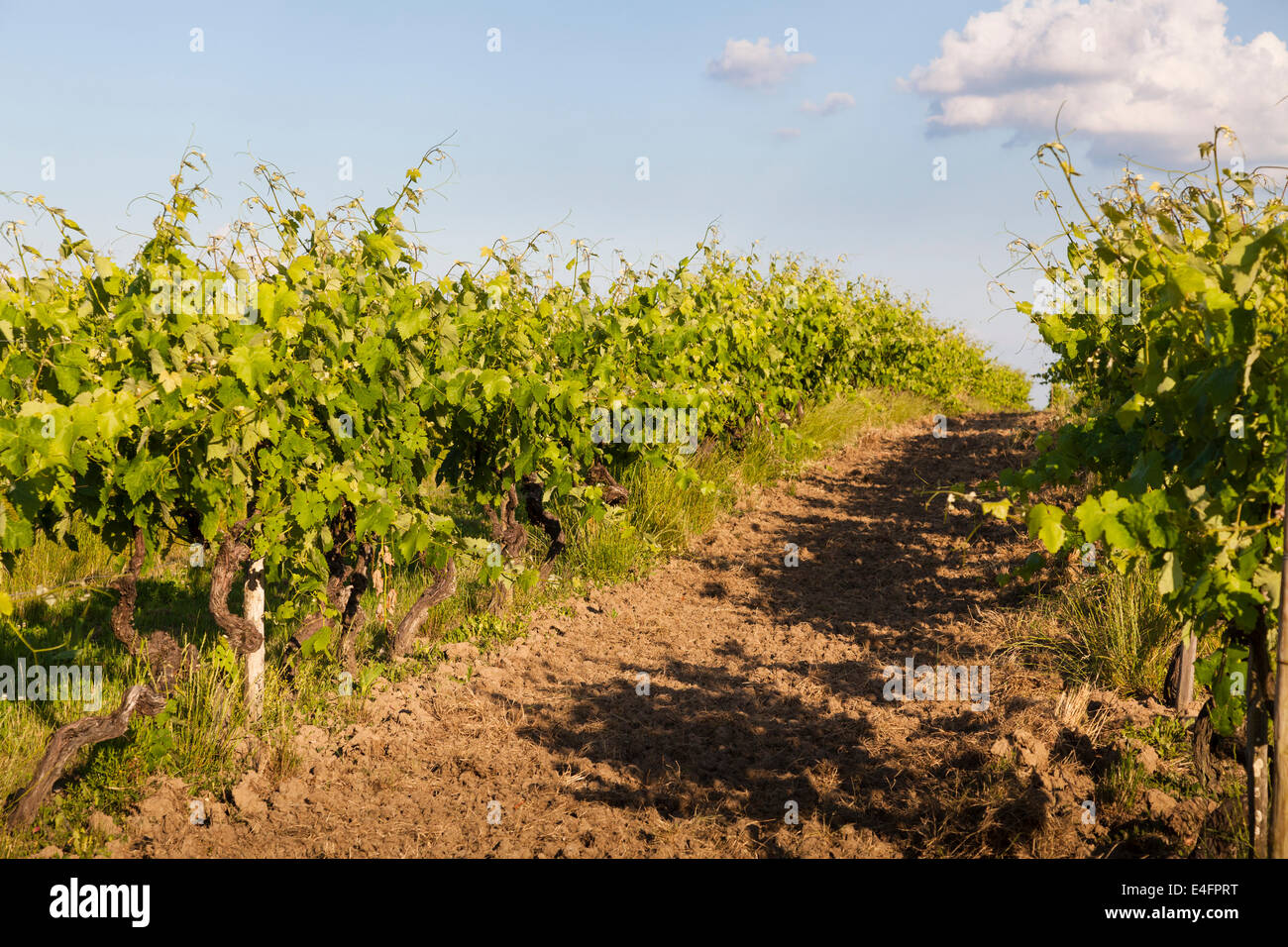 Between the rows of vines  in the Borderies region of Cognac, Stock Photo