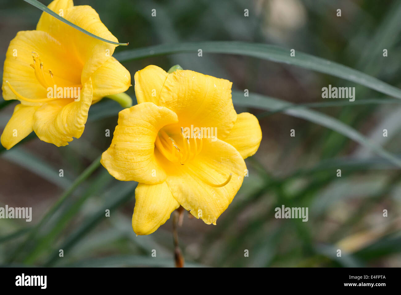 closeup of yellow day lily flowers in field Stock Photo