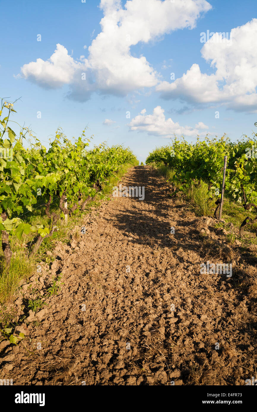 Between the rows of vines  in the Borderies region of Cognac, Stock Photo