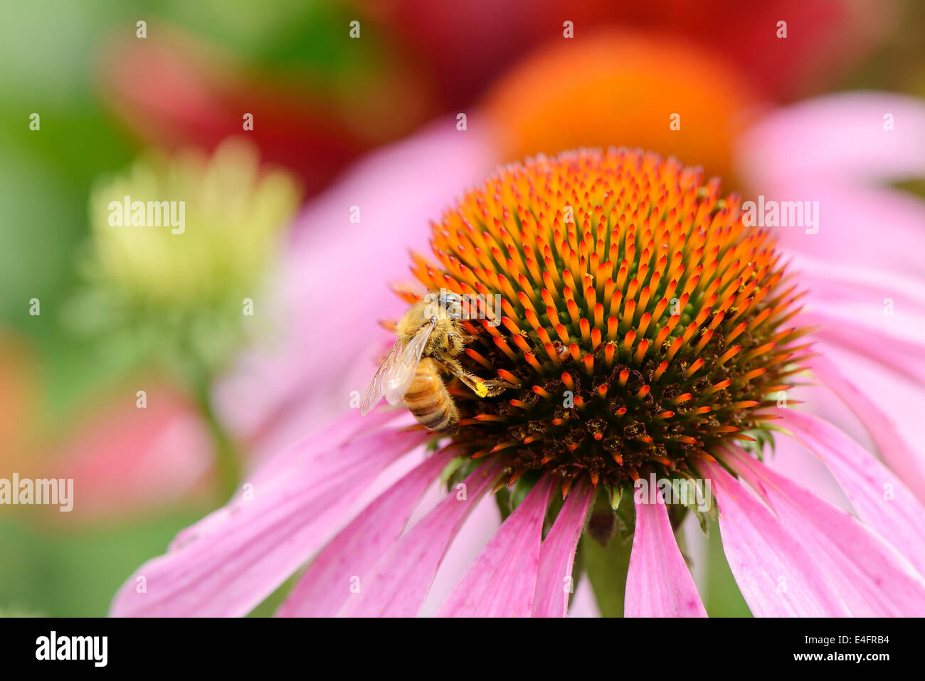 closeup of bee on a head of echinecea flower Stock Photo