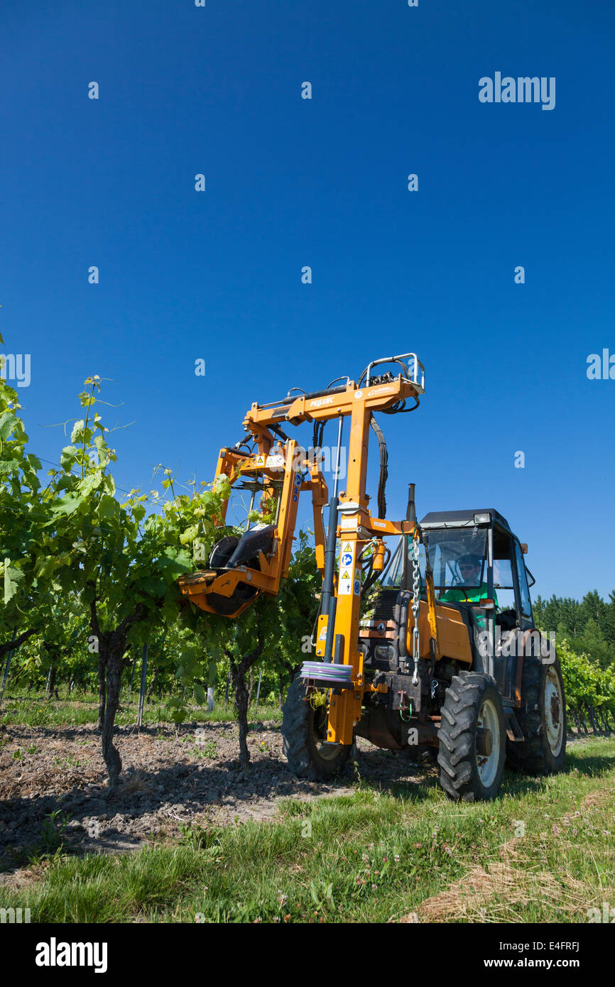 Low view of tractor raising branches of rows of grape vines with lifting wire. Stock Photo
