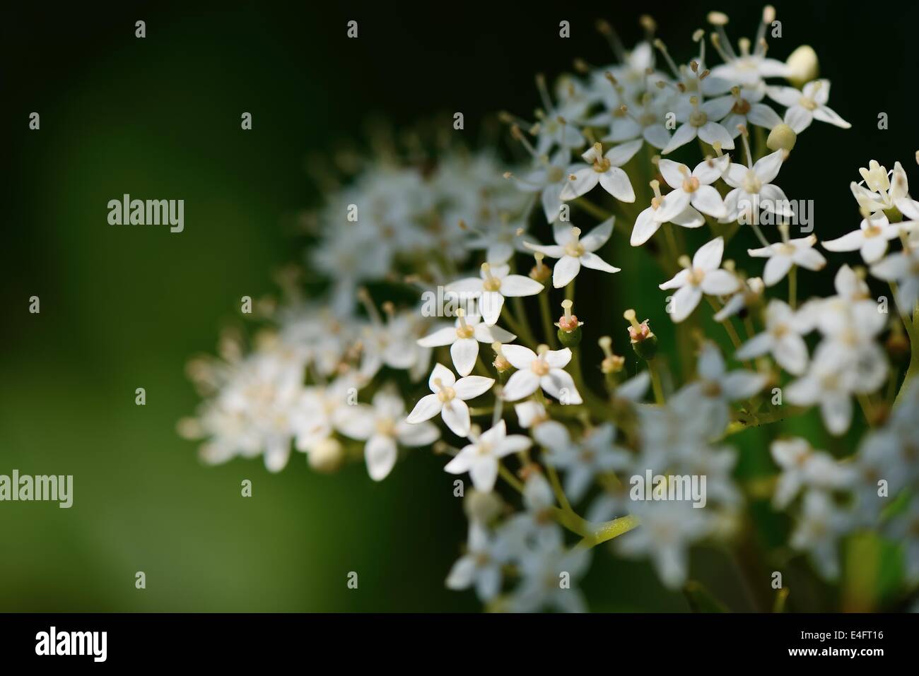 Closeup of white flowers in sunny spring day Stock Photo