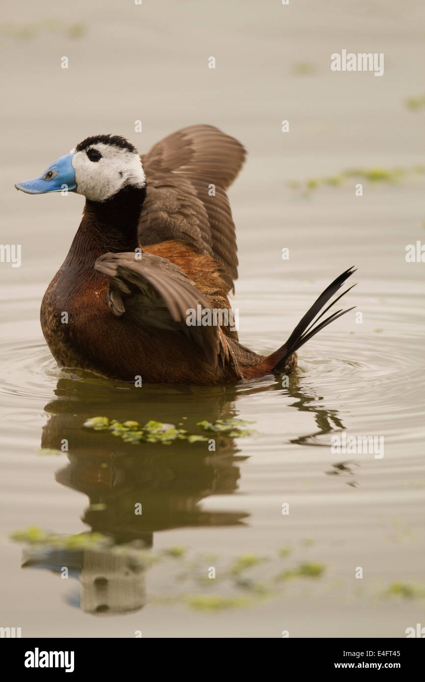 White headed duck spain hires stock photography and images Alamy