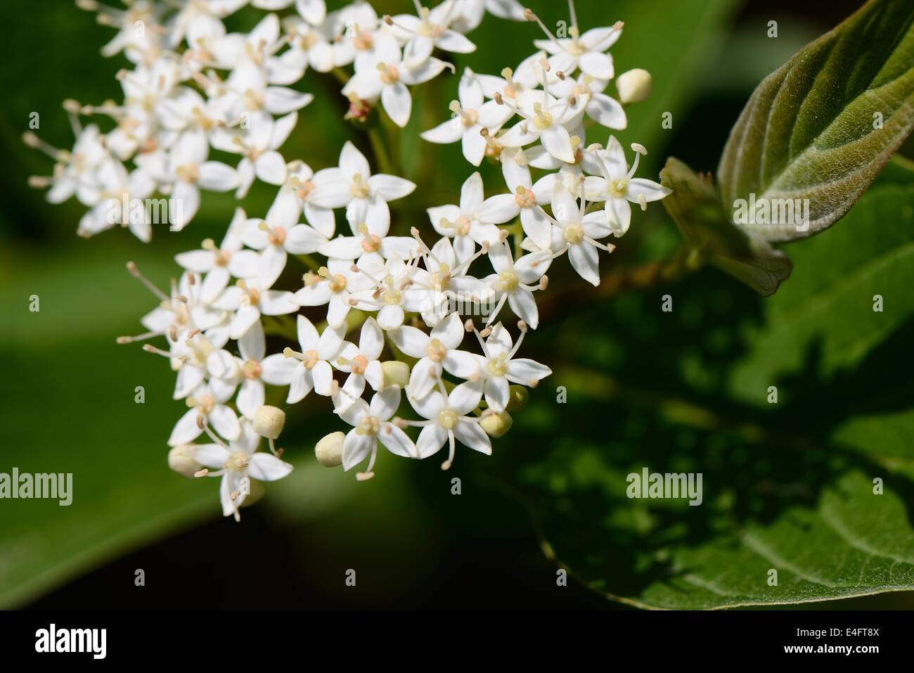 Closeup of white flowers in sunny spring day Stock Photo