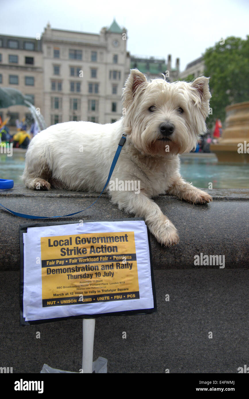 Trafalgar Square London UK 10th July 2014. A west highland terrier dog shows his support as thousands of public sector workers protested against low pay in a day of action. After a procession through Central London the rally stopped in Trafalgar Square for a series of speeches by union officials. Credit Julian Eales/Alamy Live News Stock Photo