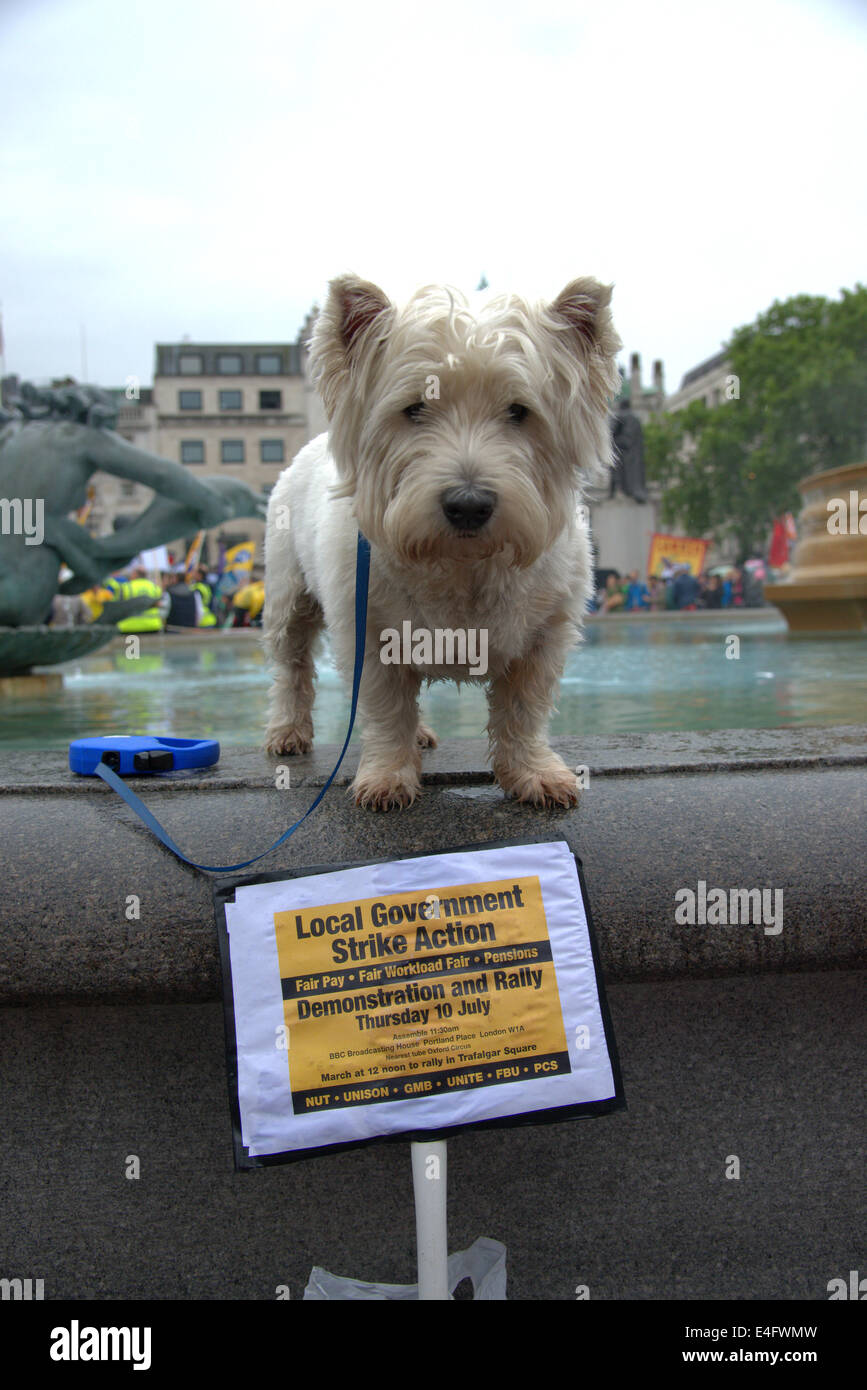Trafalgar Square London UK 10th July 2014. A west highland terrier dog shows his support as thousands of public sector workers protested against low pay in a day of action. After a procession through Central London the rally stopped in Trafalgar Square for a series of speeches by union officials. Credit Julian Eales/Alamy Live News Stock Photo