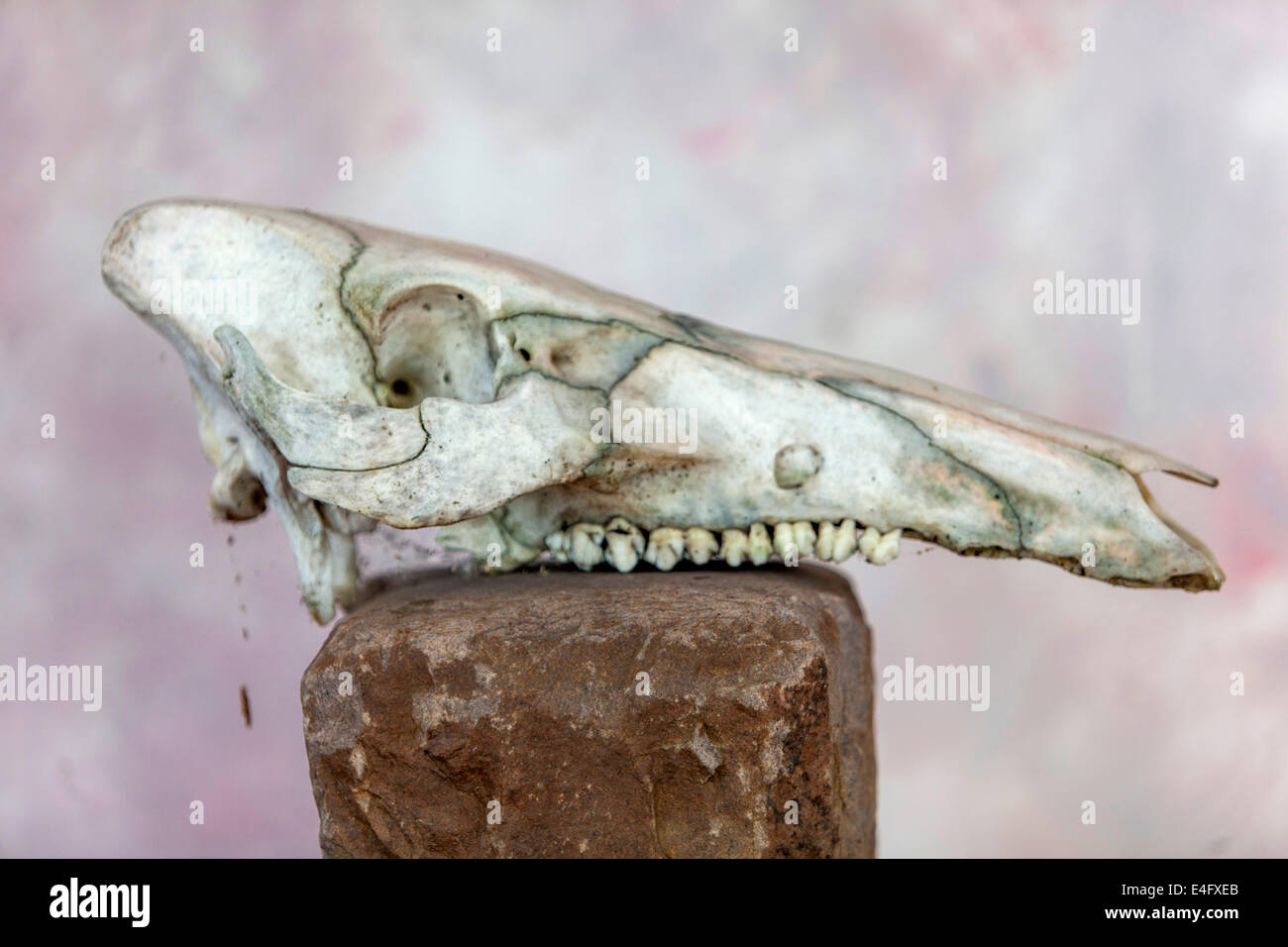 Still life with skull of a wild boar upper jaw, maxilla like a totem Stock  Photo - Alamy