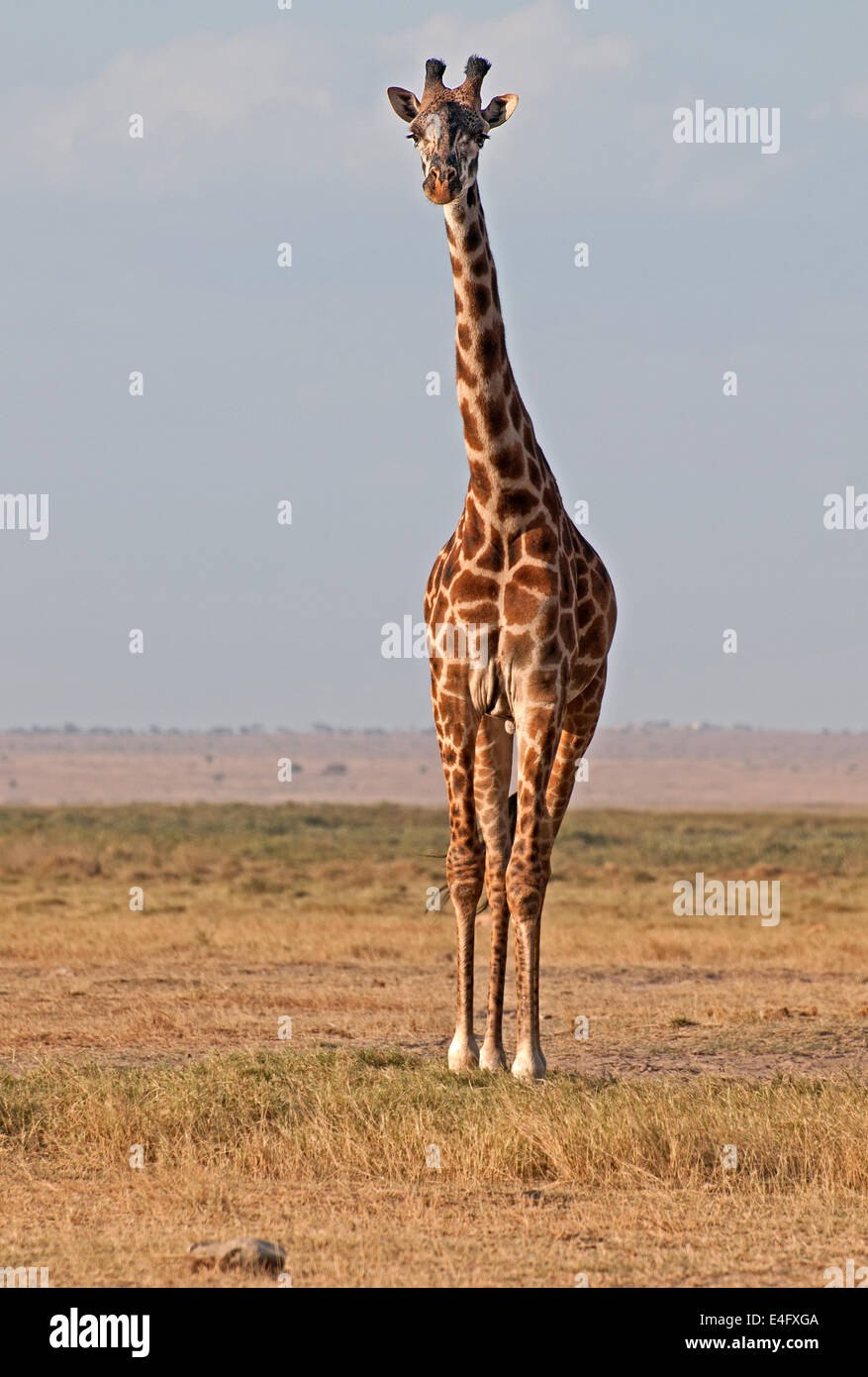 Common Giraffe in Amboseli National Park Kenya East Africa  TWO COMMON GIRAFFE AMBOSELI KENYA Stock Photo