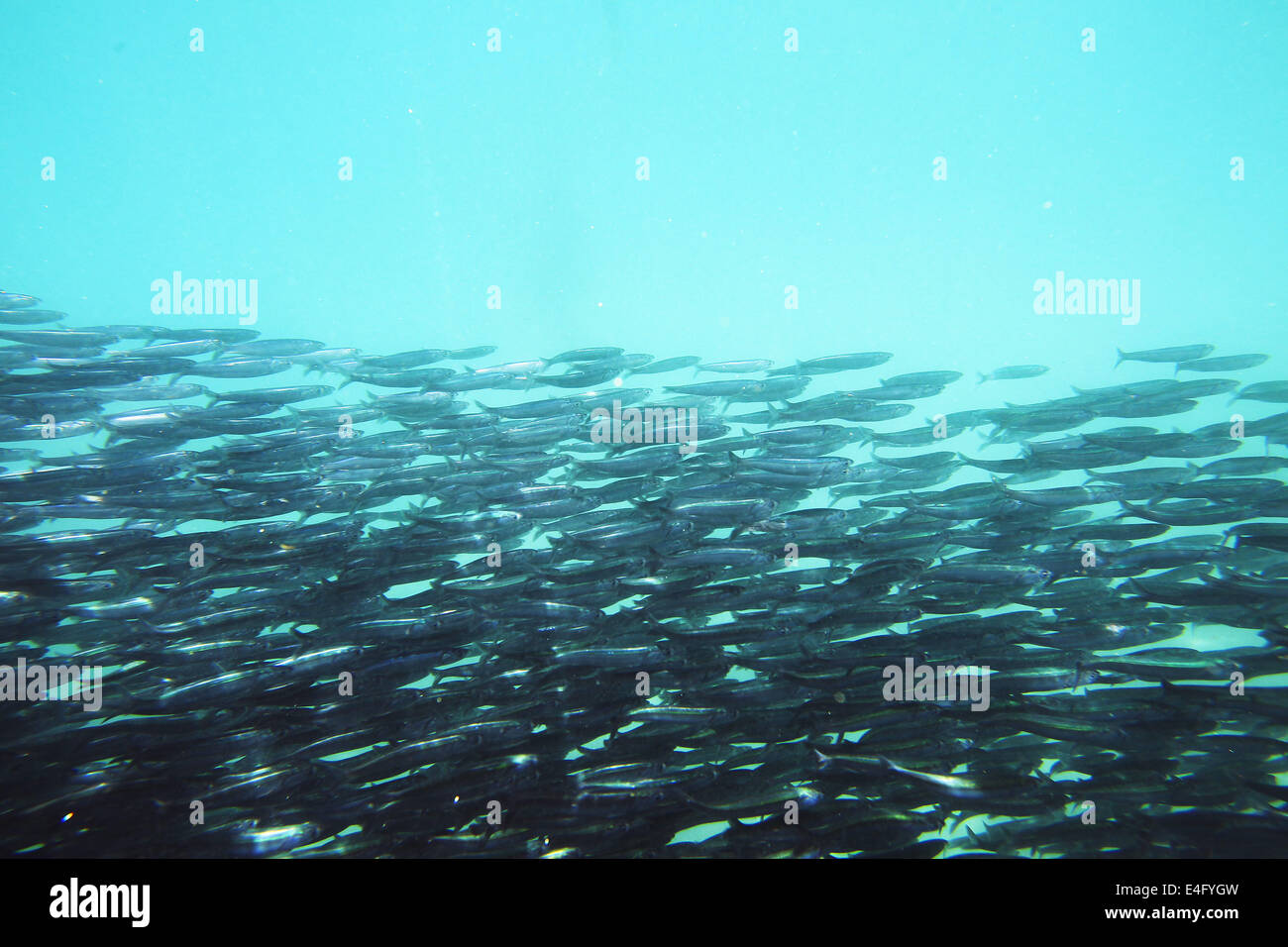 Northern anchovies hires stock photography and images Alamy