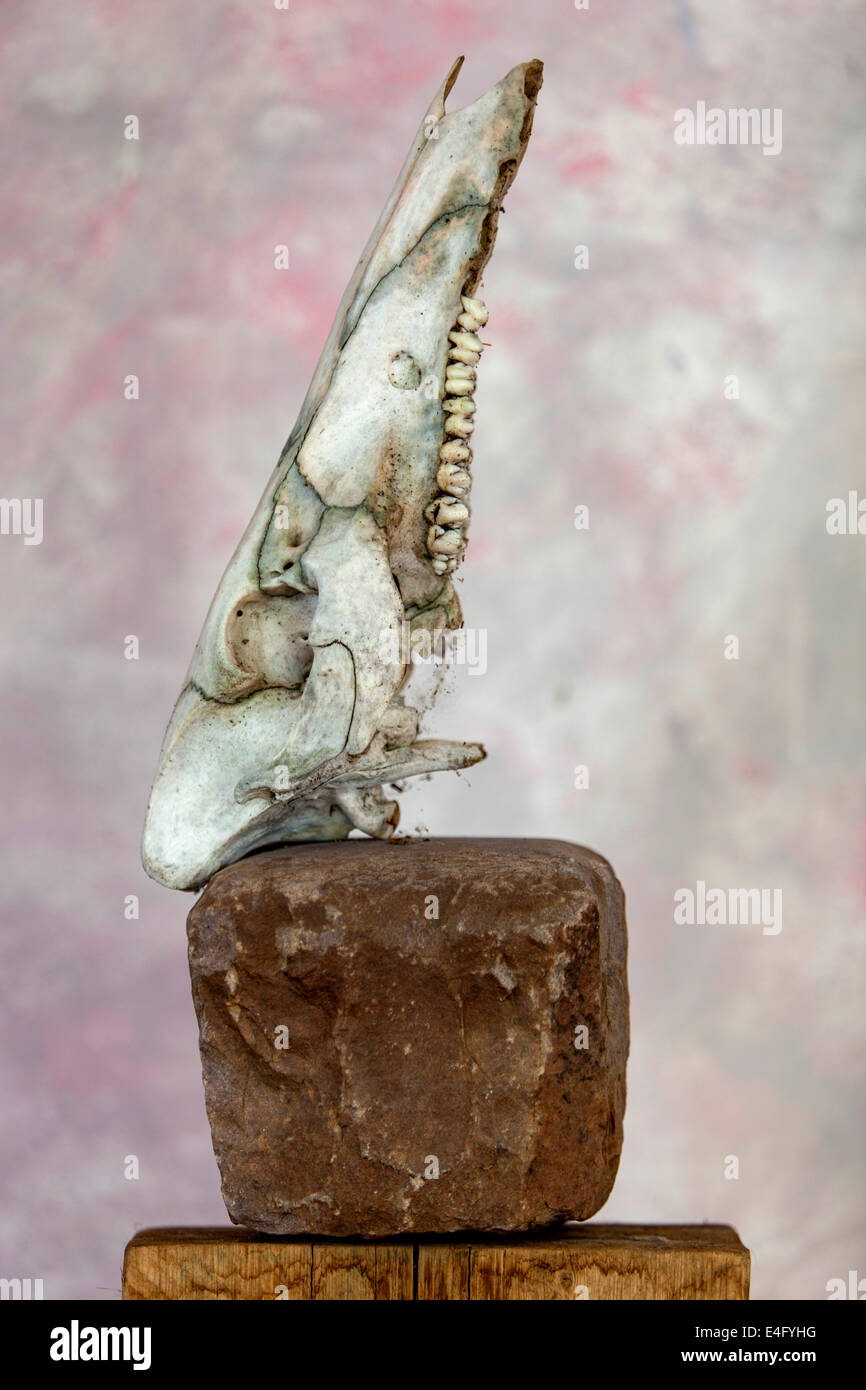Totem animal hi-res stock photography and images - Alamy Totem animal hi-res stock photography and images - Alamy