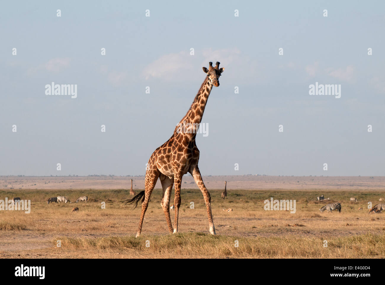 Common Giraffe in Amboseli National Park Kenya East Africa  TWO COMMON GIRAFFE AMBOSELI KENYA Stock Photo
