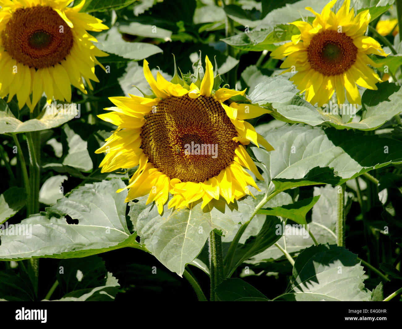 sunflower field over cloudy blue sky Stock Photo - Alamy