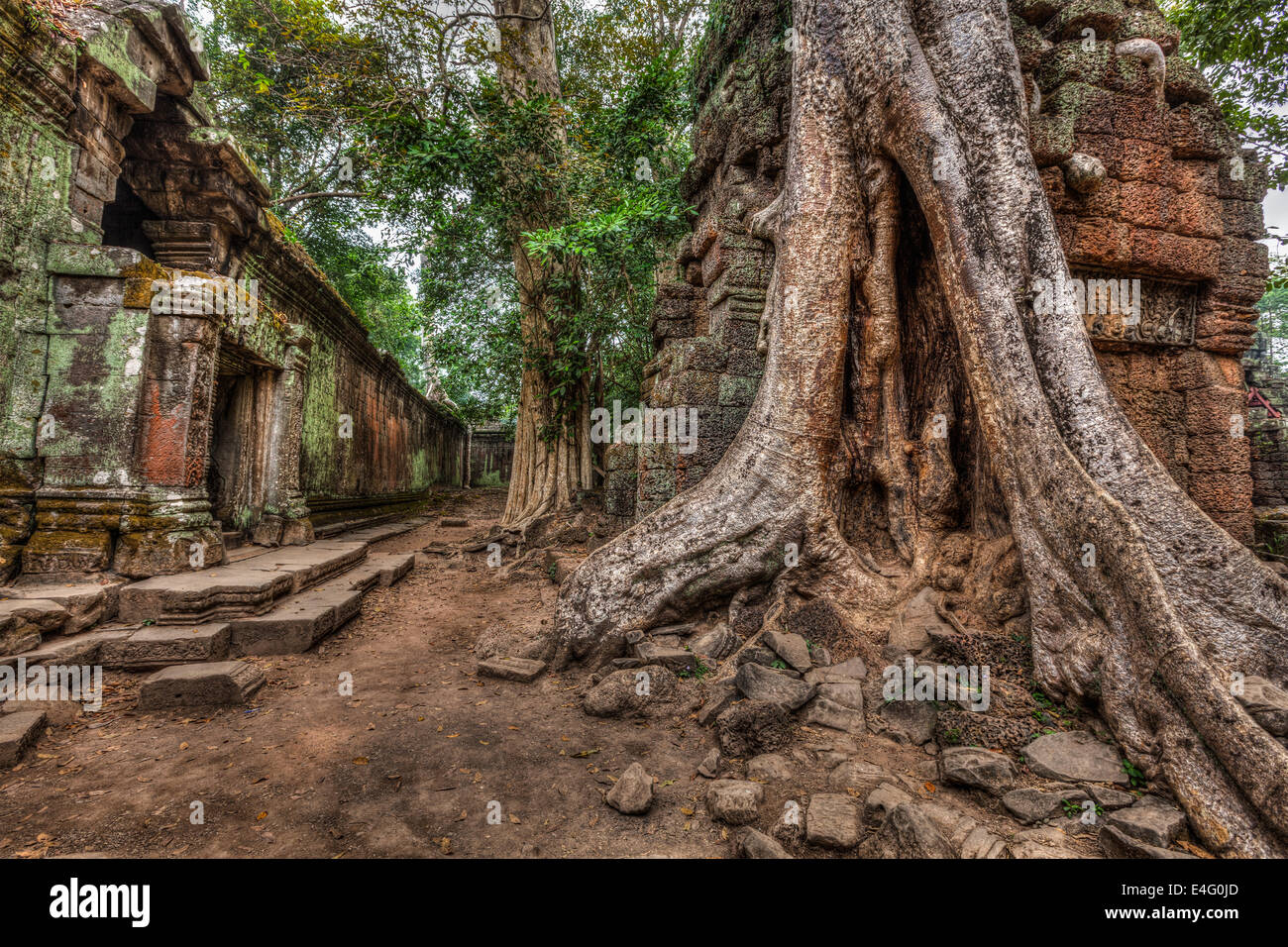 High dynamic range (hdr) image of  ancient ruins with trees, Ta Prohm temple, Angkor, Cambodia Stock Photo