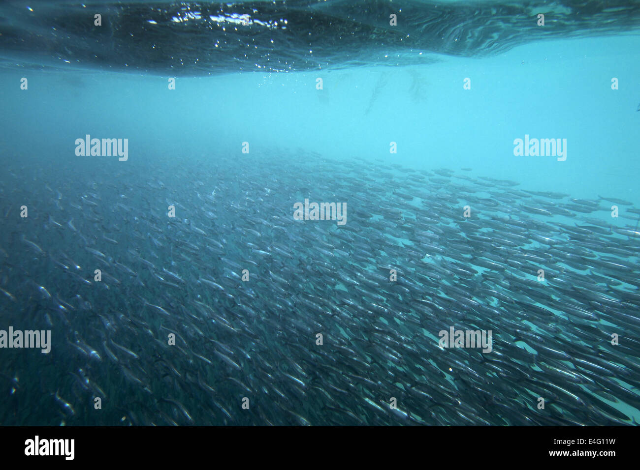 Northern anchovies hires stock photography and images Alamy