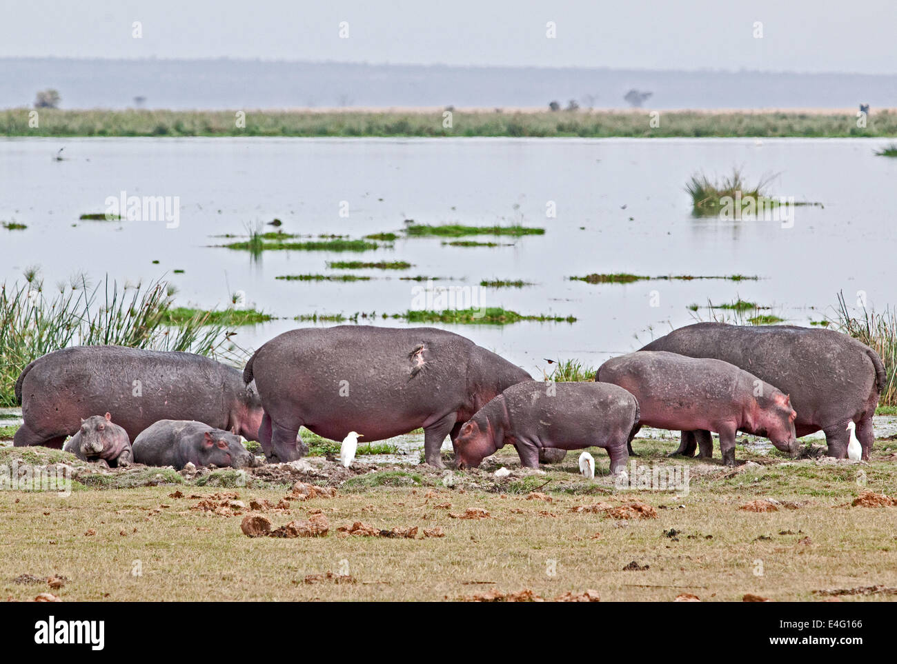 Large group of adult hippos resting on side of swamp in Amboseli National Park Kenya East Africa Stock Photo