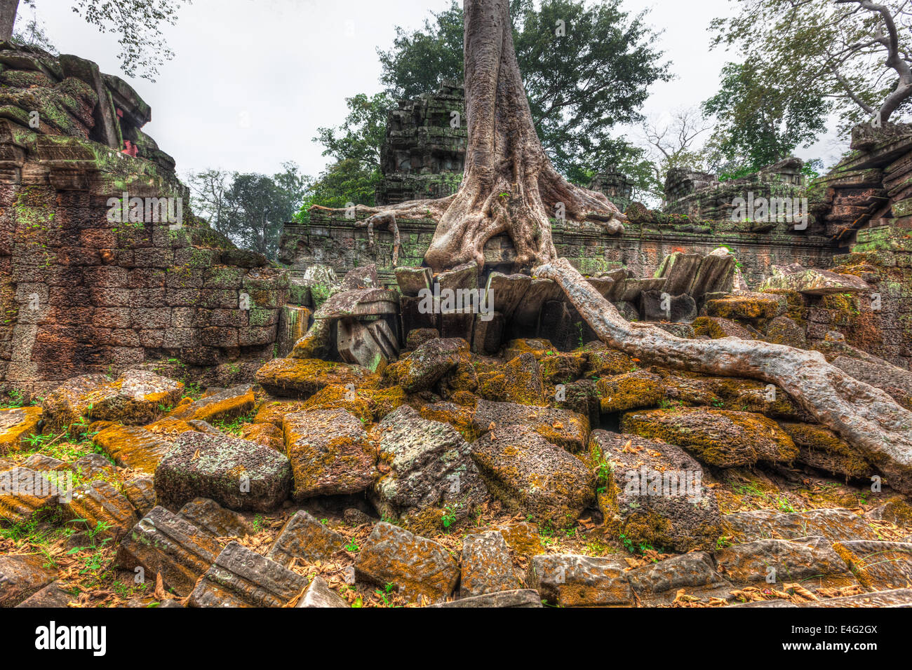High dynamic range (hdr) image of  ancient ruins with trees, Ta Prohm temple, Angkor, Cambodia Stock Photo
