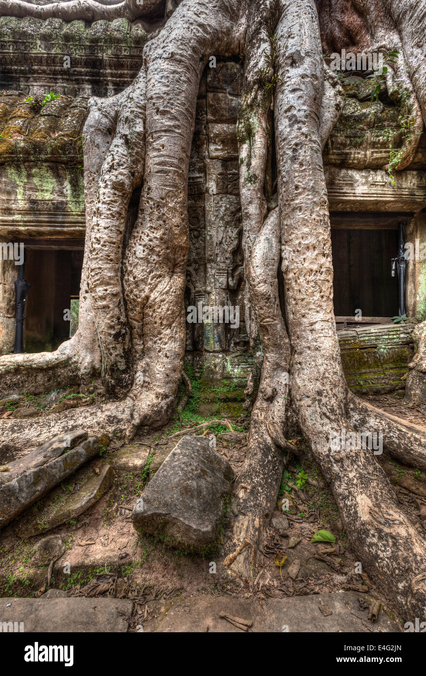 High dynamic range (hdr) image of ancient ruins with tree roots, Ta Prohm temple ruins, Angkor, Cambodia Stock Photo