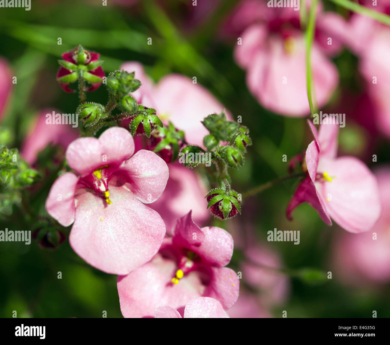 Macro image of a Diascia  flower Stock Photo