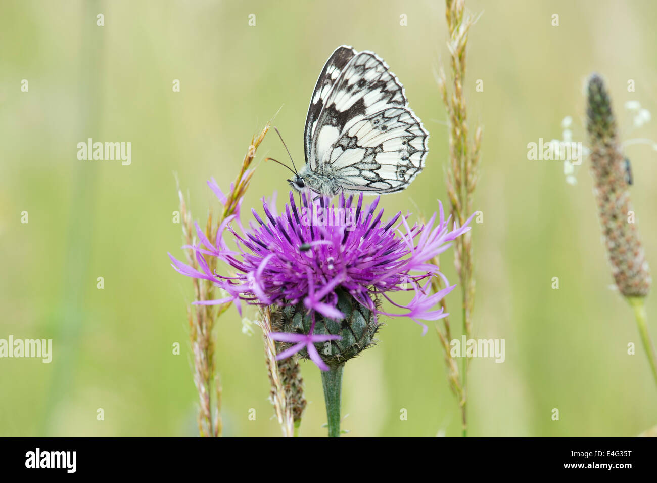 Marbled white butterfly on a centaurea flower in the english countryside Stock Photo