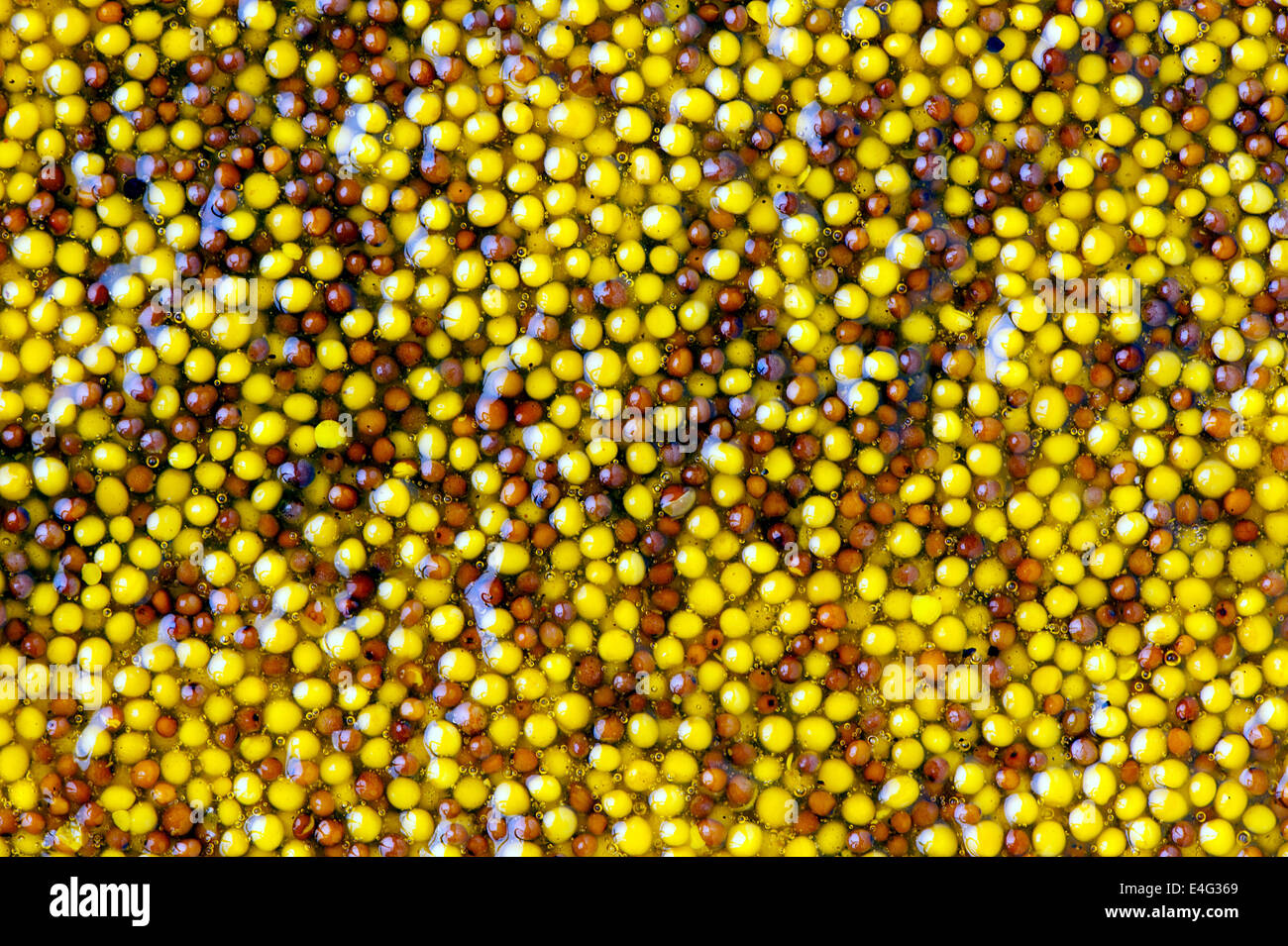 Whole grain mustard hi-res stock photography and images - Alamy